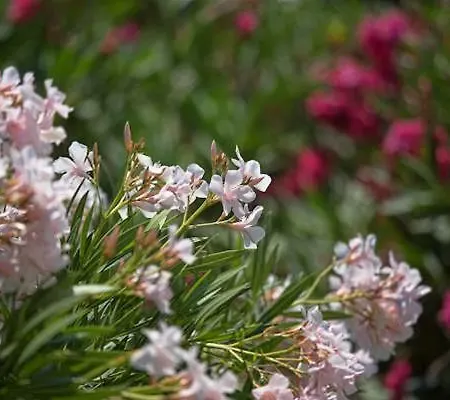 酒店 Sina Flora 卡普里